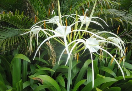 গাছ চিনুনঃ সুখদর্শন