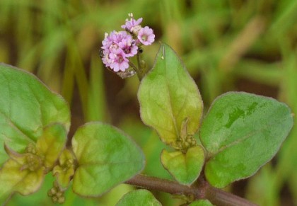 পুনর্ণবা