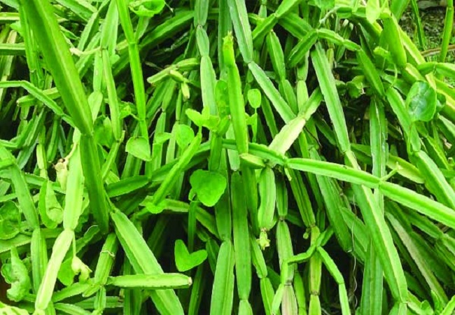 গাছ চিনুনঃ হাড়জোড়া
