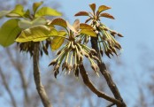 গাছ চিনুনঃ মহুয়া