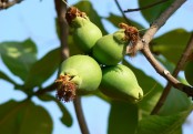 গাছ চিনুনঃ কুম্ভি