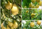 গাছ চিনুনঃ নাশপাতি