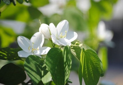 শ্বেতকাঞ্চন