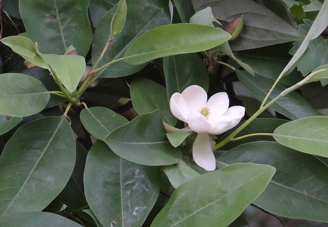 গাছ চিনুনঃ ডুলিচাঁপা