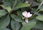 গাছ চিনুনঃ ডুলিচাঁপা