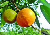 গাছ চিনুনঃ কাউ বা কাউফল 