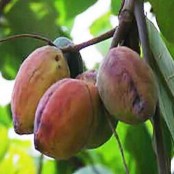 গাছ চিনুনঃ কাঠ বাদাম