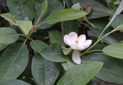 ডুলিচাঁপা