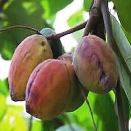 গাছ চিনুনঃ কাঠ বাদাম