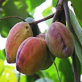 গাছ চিনুনঃ কাঠ বাদাম