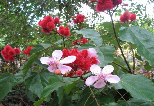 গাছ চিনুনঃ দইগোটা