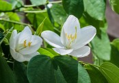 গাছ চিনুনঃ শ্বেতকাঞ্চন