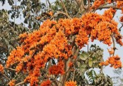 গাছ চিনুনঃ পলাশ