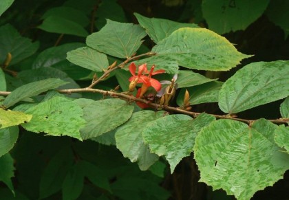  অন্তমোড়া