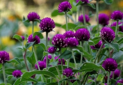 বোতাম ফুল