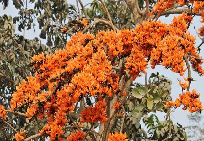 গাছ চিনুনঃ পলাশ