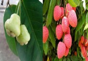 প্রাকৃতিক ক্লিনজার হিসেবে জামরুল ও লিচু