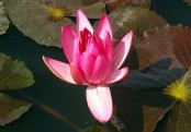 ব্রণ সমস্যায় শাপলা ফুল