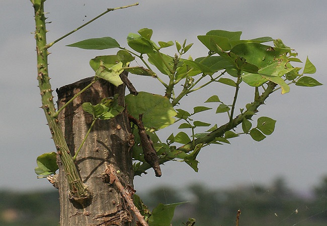 গাছ চিনুনঃ কাঁটা মান্দার