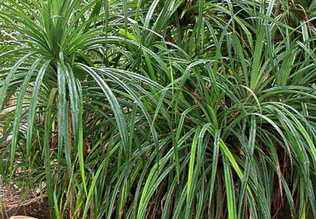 গাছ চিনুনঃ কেয়া