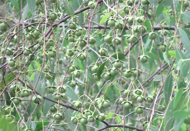গাছ চিনুনঃ কেওড়া