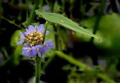 গাছ চিনুনঃ বড়নখা