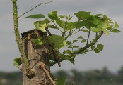 গাছ চিনুনঃ কাঁটা মান্দার