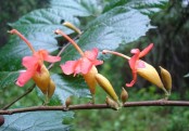 গাছ চিনুনঃ অন্তমোড়া
