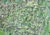 গাছ চিনুনঃ কেওড়া