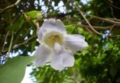 গাছ চিনুনঃ নললতা