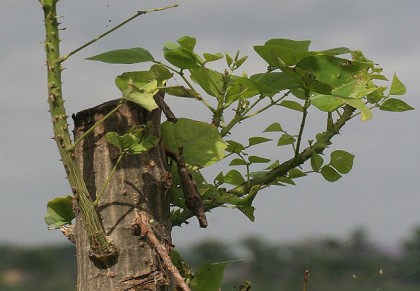 গাছ চিনুনঃ কাঁটা মান্দার