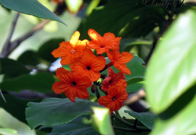 রক্তরাগ