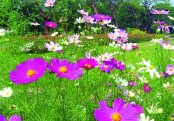 গাছ চিনুনঃ কসমস ফুল