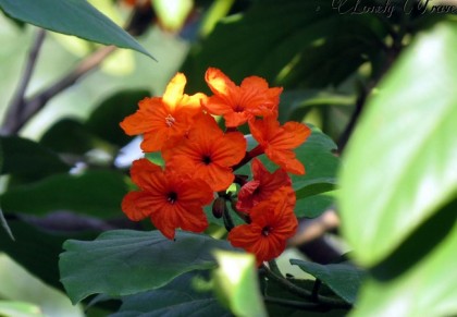 রক্তরাগ