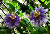 গাছ চিনুনঃ ঝুমকোলতা