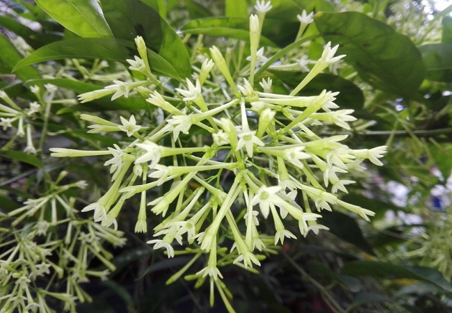 গাছ চিনুনঃ হাসনাহেনা