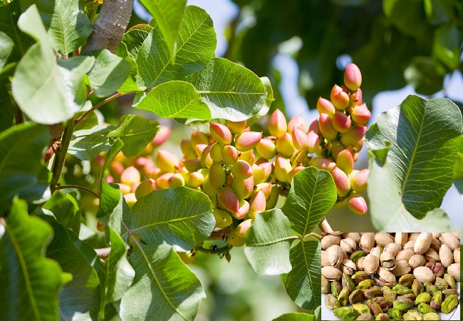 গাছ চিনুনঃ পেস্তা বাদাম