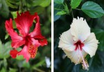 গাছ চিনুনঃ জবা