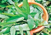 পাট শাক