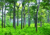 গাছ চিনুনঃ গর্জন