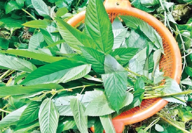 পাট শাক