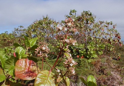সিনকোনা