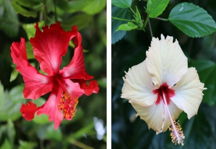 গাছ চিনুনঃ জবা