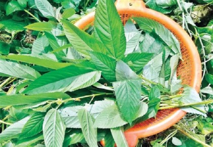 পাট শাক