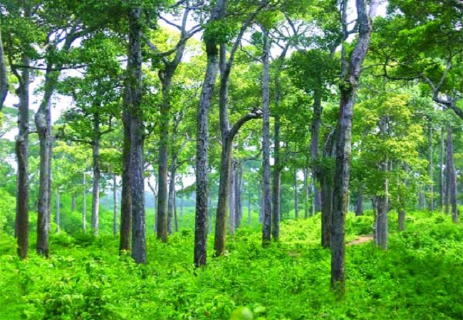 গাছ চিনুনঃ গর্জন