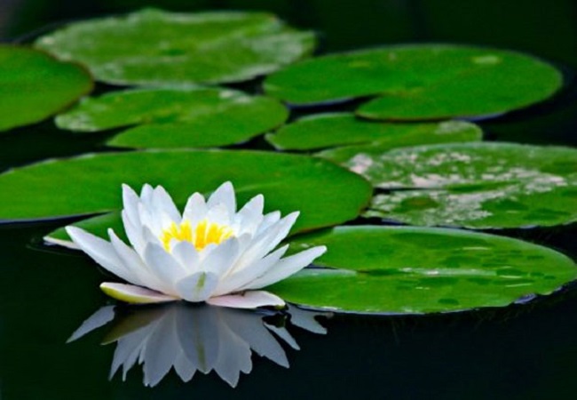 গাছ চিনুনঃ শাপলা