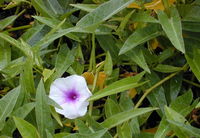 গাছ চিনুনঃ কলমি