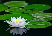 গাছ চিনুনঃ শাপলা