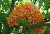 গাছ চিনুনঃ স্বর্ণ অশোক
