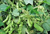 গাছ চিনুনঃ সয়াবিন